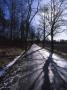 Trees On The Both Sides Of A Road by Jorgen Larsson Limited Edition Print