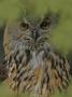 Close-Up Of An Owl by Jorgen Larsson Limited Edition Print