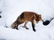 A Fox In Snow by Jorgen Larsson Limited Edition Print