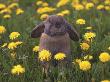 Close-Up Of A Rabbit In A Flower Field by Jorgen Larsson Limited Edition Print