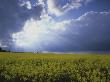 Panoramic View Of A Field Near A Sea by Jorgen Larsson Limited Edition Print