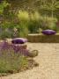 Gravel Garden With Rocks, Purple Cushions, Salvia Smouldering Torches, Deschampsia Goldschleier by Clive Nichols Limited Edition Print