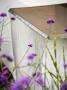 Minimalist Garden Designed By Wynniatt-Husey Clarke: Water Feature With Verbena Bonariensis by Clive Nichols Limited Edition Print