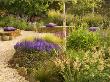Gravel Garden With Rock Seats, Cushions, Salvia X Superba, Stipa Tenuissima, Rudbeckia Green Wizard by Clive Nichols Limited Edition Print