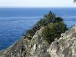 Wild Bird, Big Sur, California, House Within Landscape, Architect: Nathaniel And Margaret Owings by Alan Weintraub Limited Edition Print