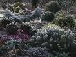 Hebe, Euphorbia, Conifers And Cyclamen In Frost Beside The Pool, Designer: John Massey by Clive Nichols Limited Edition Print