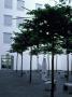 Funf Hofe, Munich Germany, Single Trees, Architect: Herzog De Meuron by James Balston Limited Edition Print