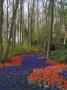 Flowers At Keukenhof Gardens, Near Leiden by Natalie Tepper Limited Edition Print