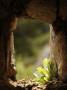 Stone Portal With A Fern Growing, Window Of A Hillside Church, Hvar, Dalmatian Coast by Olwen Croft Limited Edition Print