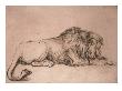 Lion Couchã© Rongeant Un Os by Rembrandt Van Rijn Limited Edition Print
