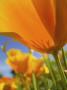 California Poppy With Blue Sky, Willamette Valley, Oregon, Usa by Terry Eggers Limited Edition Pricing Art Print