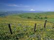 Arrowleaf Balsamroot And Lupine, Columbia River, Washington, Usa by Julie Eggers Limited Edition Print