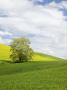 Lone Blooming Tree, Colfax, Washington, Usa by Terry Eggers Limited Edition Print