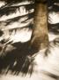 Palm Tree And Shadow, Tulum, Quintana Roo, Mexico by Julie Eggers Limited Edition Print