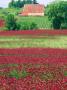 Field Of Crimson Clover And Barn, Wilsonville, Oregon, Usa by Julie Eggers Limited Edition Print