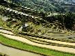 Flooded Rice Terraces, Panzhihua Village, Yuanyang County, Yunnan Province, China by Charles Crust Limited Edition Print