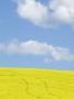 Blooming Canola And Wheat Fields, Palouse Country, Washington, Usa by Terry Eggers Limited Edition Print