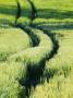 Tracks Though Spring Wheat Fields, Palouse Country, Washington, Usa by Terry Eggers Limited Edition Print