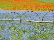 Water Wheels With Crops Of Poppies, Willamette Valley, Oregon, Usa by Terry Eggers Limited Edition Print