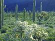 Organ Pipe Cactus National Monument, Arizona, Usa by Christopher Talbot Frank Limited Edition Print