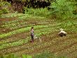 Farming Family, Laos by Eloise Patrick Limited Edition Print