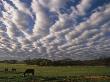 A Blanket Of Clouds Hovers Over Horses Grazing In A Pasture by Annie Griffiths Limited Edition Print