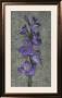 Purple Gladiola by John Seba Limited Edition Print