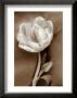 Tulip by Christine Zalewski Limited Edition Pricing Art Print