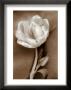 Tulip by Christine Zalewski Limited Edition Print