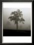 Fog Tree Study I by Jamie Cook Limited Edition Print