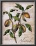 Almonds by Renee Bolmeijer Limited Edition Pricing Art Print