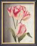 Parrot Tulips by Debra Lake Limited Edition Print