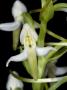 Platanthera Bifolia, Or Possibly Platanthera Montana, A Wild Orchid by Stephen Sharnoff Limited Edition Print
