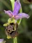 Close-Up Of The Bug Orchid, Ophrys Scolopax, That Mimics An Insect by Stephen Sharnoff Limited Edition Pricing Art Print