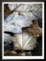 Fallen Leaves Ii by Nicole Katano Limited Edition Print