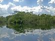 Jungle River In Belize, With Birds And Reflections Of Trees by Stephen Sharnoff Limited Edition Print