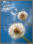 Dandelions by Henryk T. Kaiser Limited Edition Print