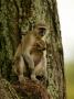 Vervet Monkey (Cerophithecus Aethiops)With Baby by Beverly Joubert Limited Edition Print
