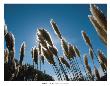 Pampas Grass, Provence by David Gray Limited Edition Print