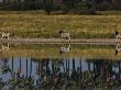 Burchell's Zebra Walking Away From Others Near Water by Beverly Joubert Limited Edition Print