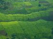 Aerial Of Lush Green Tea Fields In Kenya by Beverly Joubert Limited Edition Print