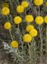 Santolina Chamaecyparissus, Petit Cypr?Rs, Or Lavender Cotton by Stephen Sharnoff Limited Edition Print