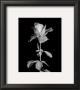 Rose by Harold Silverman Limited Edition Print