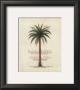 Palma De Coco by Beth Yarbrough Limited Edition Print