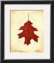 Oak Leaf by Meg Page Limited Edition Pricing Art Print
