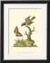 Petite Bird Study I by George Edwards Limited Edition Print