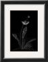 Dandelion Garden Ii by Alicia Ludwig Limited Edition Print