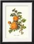 Rose by Pierre-Joseph Redoute Limited Edition Print