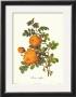 Rose by Pierre-Joseph Redoute Limited Edition Pricing Art Print