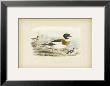 Common Sheldrake by J. G. Keuleman Limited Edition Print
